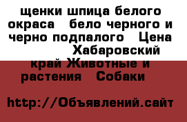 щенки шпица белого окраса , бело-черного и черно-подпалого › Цена ­ 48 000 - Хабаровский край Животные и растения » Собаки   